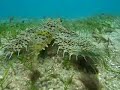 mayotte sous l\ mayotte sous l\