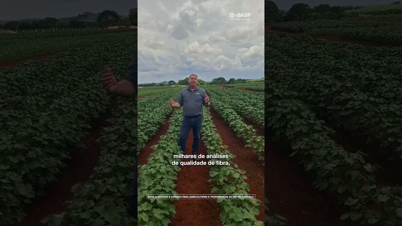Desenvolver uma nova variedade de Algodão não acontece da noite pro dia.