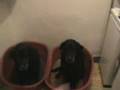 Polly and Masie