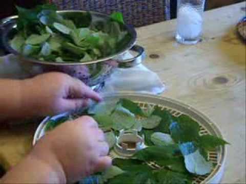 how to harvest raspberry leaves for tea