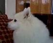 Japanese Spitz Howl