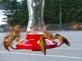 British Columbia Powell River Sunshine Coast Hummingbirds British Columbia Powell River Sunshine Coast Hummingbirds