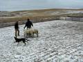videos de Herding 11/16/08 #1