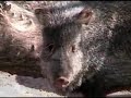Desert Hog - Javelina (Collared Peccary)
