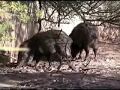 Desert Hog - Javelina (Collared Peccary)