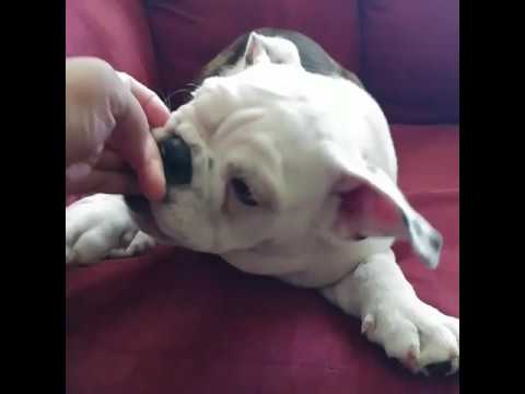 Cosmo - English Bulldog Puppy