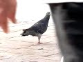Handicap Pigeon / Paloma discapacitada