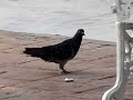Handicap Pigeon / Paloma discapacitada