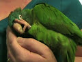 parrot cuddles with mom parrot cuddles with mom