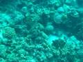 videos de Bonaire  12/30/08