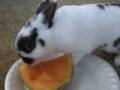 Carter Eating Cantaloupe