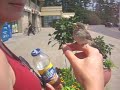 The CUTEST baby bird!!!... is EVIL!