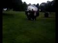golfcart wheely