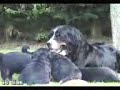 Bernese Mountain Dog Litter Bernese Mountain Dog Litter