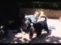 Bernese Mountain Dog Litter