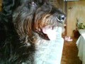 videos de pillin