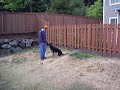 Ollie in the back yard - 9 months