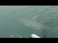 Avet Quad Drag TRX 30W 1,000 pound Hammerhead Chew On This