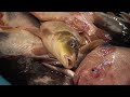 Keajaiban Azab Sakaratul Maut ( Ikan Bercakap Bangladesh)