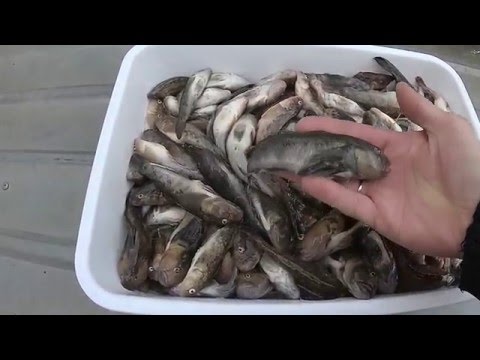 рыбалка на бычка на азовском море 2017 рыбалка на бычка на азовском море 2017