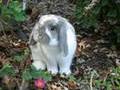 Some Of My Favorite Pictures of Bailey, Holland Lop Rabbit