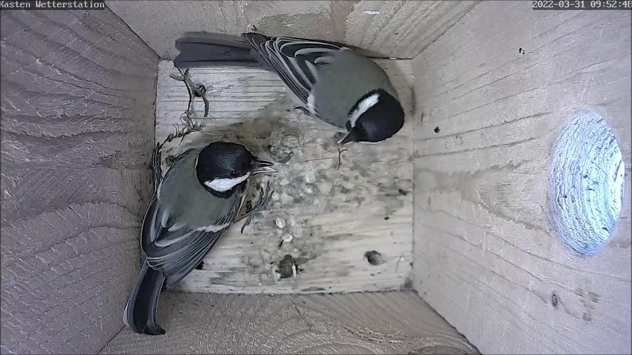 Kohlmeisen starten Nestbau im 3. Nistkasten! | 31.03.2022