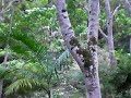 Mt. Warning