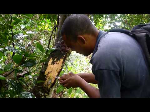 how to harvest cinnamon