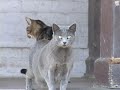 RANCHO LOS AMIGOS CATS