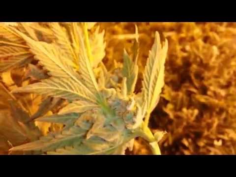 how to harvest dwc