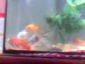 mes petit poisson rouges mes petit poisson rouges