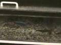1000 Glass Aquariums / Distribution Center for Freshwater