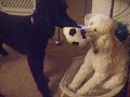 Mystie and Miami (Poodles) Head to Head