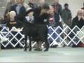 2008 GDCA Nationals Winners Dog part 3 of 3