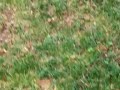 Puppies in Action!