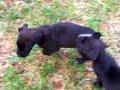 Puppies in Action!