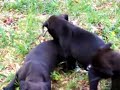 Puppies in Action!