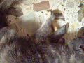 billa: il gatto che adora la sua spazzola...