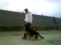 obediencia canina adriestramiento obediencia canina adriestramiento