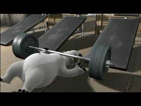 el oso bernardo - gym