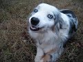 Sydney the Australian Shepherd Sydney the Australian Shepherd