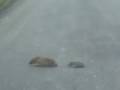 Mum and baby hedgehog crossing the road!