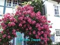 Blankenese 2