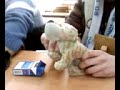 Tygrysek seksocholik
