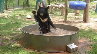 Celebrating 20 years of incredible bear rescues