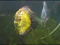 Peces discos variados con cr�as