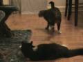 Cat UFC CUJO VS BOOTS