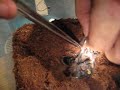 B Sabulosum Stuck in molt  I had to free him.