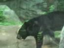 American Black Bear Ursus Americanus