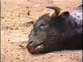 Ejemplo de Tortura IX